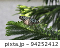 リュウキュウアサギマダラ　蝶々 94252412