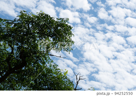 秋の青空とうろこ雲を木下から見上げる光景・風景 写真素材 秋の青空とうろこ雲を木下から見上げる光景・風景 写真素材 94252550
