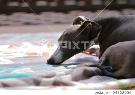 イタグレ 94252656