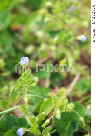 オオイヌノフグリの花のクローズアップ オオイヌノフグリの花のクローズアップ 94252926