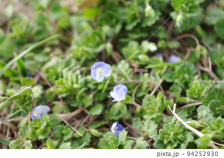 オオイヌノフグリの花のクローズアップ オオイヌノフグリの花のクローズアップ 94252930