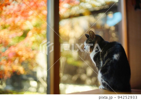 紅葉を背景に佇むキジ猫 紅葉を背景に佇むキジ猫 94252933