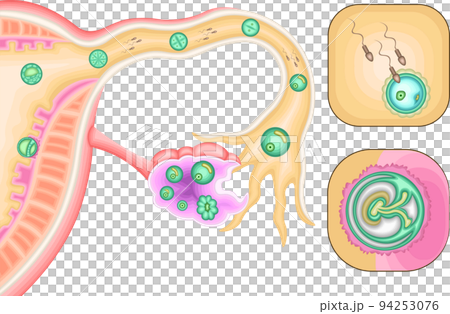 受精 妊娠 イラスト 受精 妊娠 イラスト 94253076