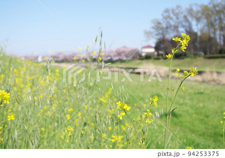 桜並木のある春の河川敷に咲く菜の花とカラスムギ 94253375