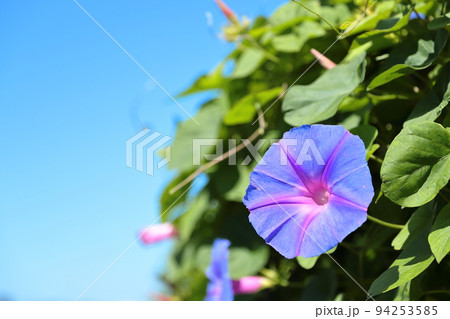 朝顔のクローズアップ 94253585