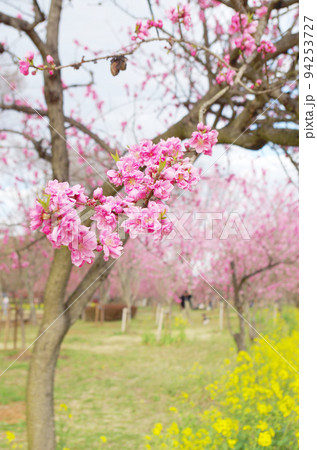 桃の花と菜の花 94253727