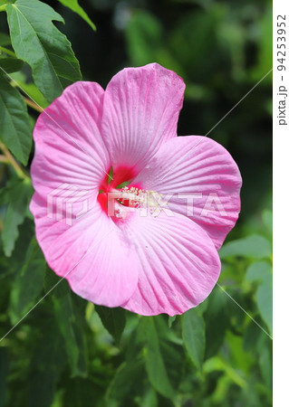大きなアメリカフヨウの花 大きなアメリカフヨウの花 94253952