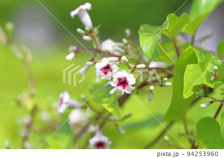 ヘクソカズラ（屁糞葛）の花 94253960