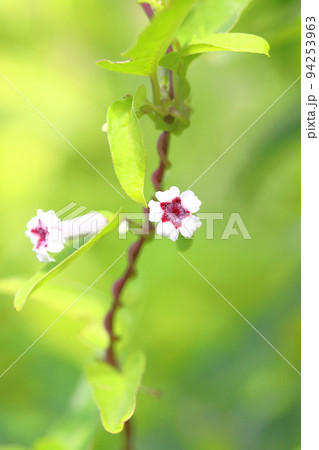 ヘクソカズラ(屁糞葛)の花 ヘクソカズラ(屁糞葛)の花 94253963