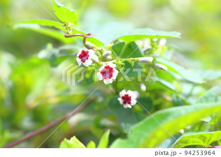 ヘクソカズラ（屁糞葛）の花 94253964