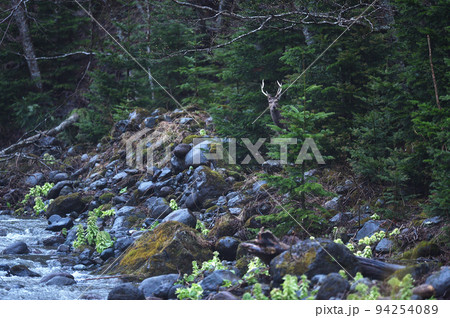 知床の川辺で出会ったエゾシカ（北海道） 94254089