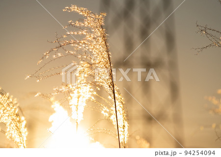 夕暮れのススキ 94254094