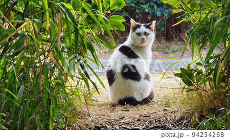 草むらからこちらを振り向いて見ている白黒猫 草むらからこちらを振り向いて見ている白黒猫 94254268
