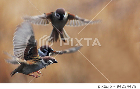 雀の飛ぶ姿が三体、羽を広げ競い合って先を急いでいるようで 94254478