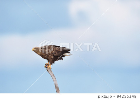 海岸の木に止まるオジロワシ(北海道) 海岸の木に止まるオジロワシ(北海道) 94255348