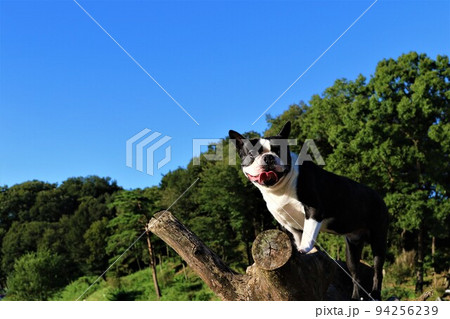2022日本で一番幸せな町に選ばれた鳩山町愛郷の里で木に登って里山を眺めるボストンテリアのマイティ君 94256239