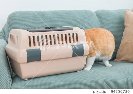 キャリーバッグに入って遊ぶ猫 94256780