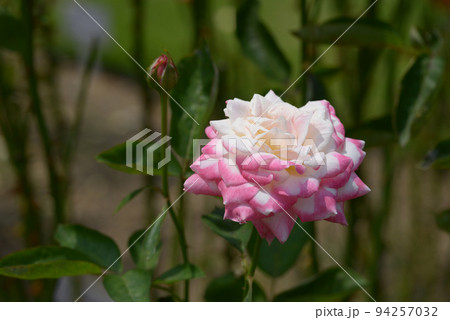 大原女　バラの花 94257032