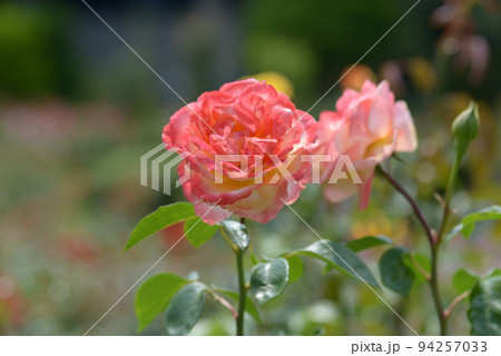 スペクトラ　バラの花 94257033