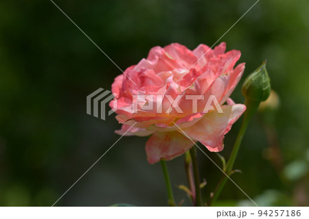 スペクトラ　バラの花 94257186