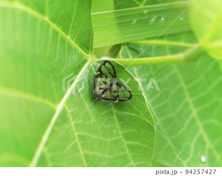 クズの葉に居るスケバハゴロモ クズの葉に居るスケバハゴロモ 94257427