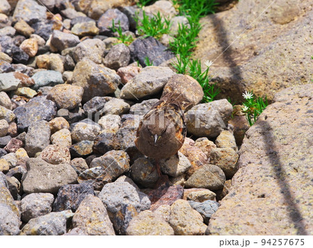 夏の乗鞍岳 畳平付近のイワツメクサとイワヒバリ 夏の乗鞍岳 畳平付近のイワツメクサとイワヒバリ 94257675