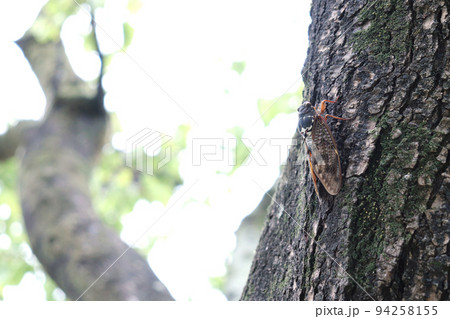 アブラゼミ 94258155