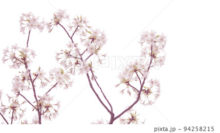 桜の花びら 桜の花びら 94258215