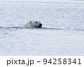 Polar Bear 94258341