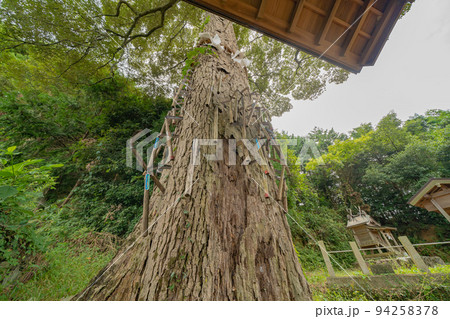 多くの鎌が刺されたご神木 鎌八幡宮 多くの鎌が刺されたご神木 鎌八幡宮 94258378