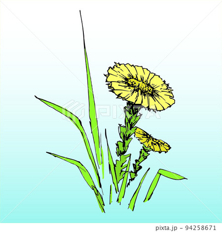 Coltsfoot. Yellow spring flower. Hand-drawn vector illustration in sketch style. 94258671