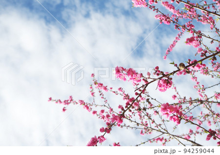 桃の花のクローズアップ 桃の花のクローズアップ 94259044