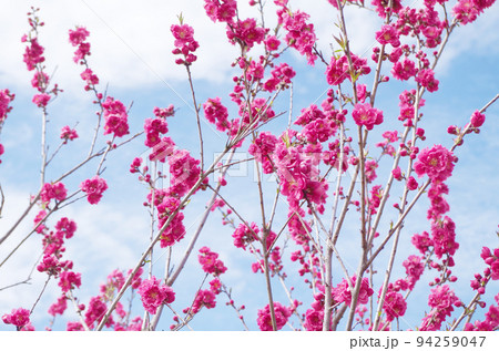 桃の花のクローズアップ 94259047