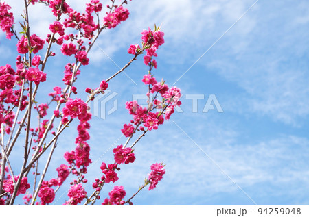青空と桃の花のクローズアップ 94259048