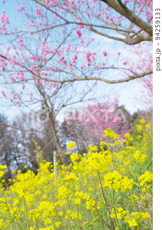 公園の桃の花と菜の花の風景 94259133