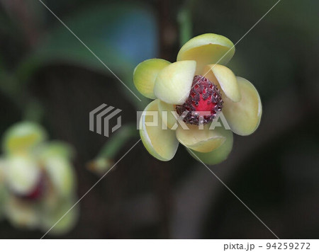 ビナンカズラ 94259272