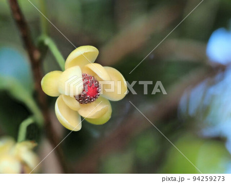 ビナンカズラ ビナンカズラ 94259273