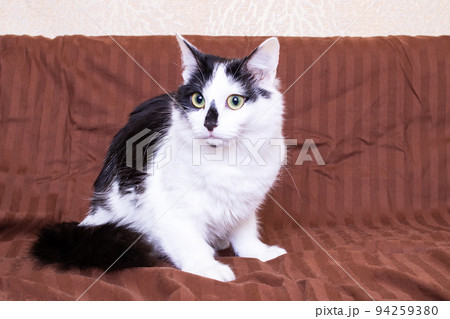 Black and white fluffy cat walks on the couch 94259380
