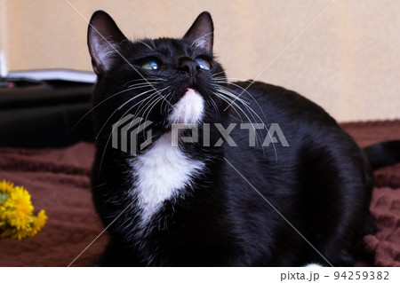 Black kitten with a dandelion on the bed 94259382