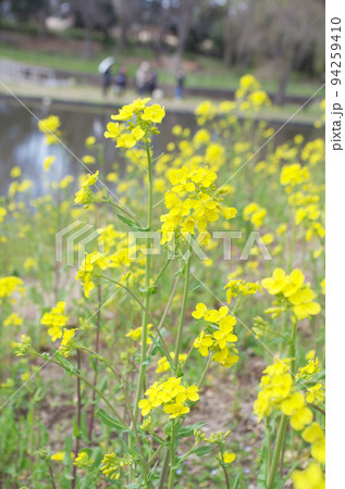 菜の花のクローズアップ 94259410