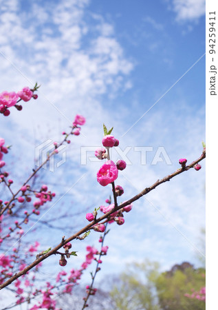 桃の花のクローズアップ 94259411