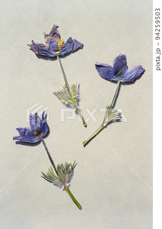 Pressed dried wild flowers pattern. Herbarium, scrapbooking or floristry collection. Pressed dried wild flowers pattern. Herbarium, scrapbooking or floristry collection. 94259503