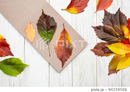 Autumn composition. Herbarium material keep in book. 94259508