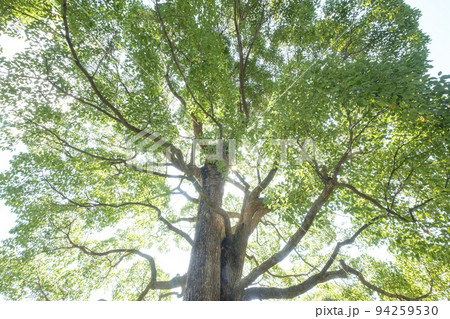 楠木の大木のからの木漏れ日 94259530