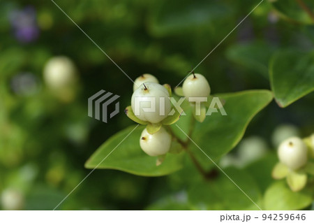 St Johns wort Miracle Blizz 94259646