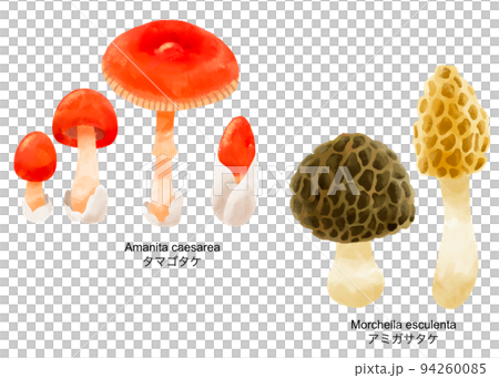 Illustration set of mushrooms painted by watercolor Illustration set of mushrooms painted by watercolor 94260085