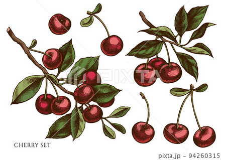 Gardening hand drawn vector illustrations collection. Colored cherry. Gardening hand drawn vector illustrations collection. Colored cherry. 94260315