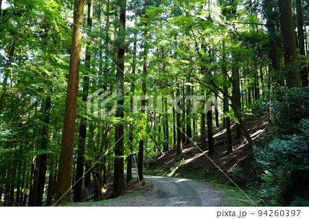 奈良奥山ドライブウエー・暗い原始林 94260397