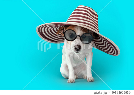 Funny obedient small Jack Russell Terrier dog big brim hat Funny obedient small Jack Russell Terrier dog big brim hat 94260609