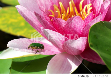 スイレンの花に止まるコアオハナムグリ 94260628